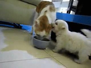 Gifs en Vrac 25-02 gifs-vrac-25-02