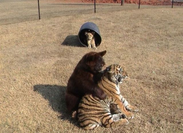 rencontre lion et tigre