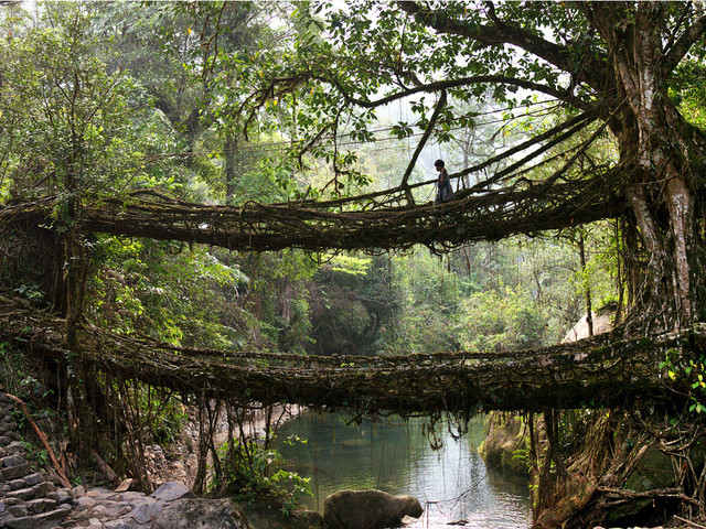 pont-naturel-arbre-inde.jpg