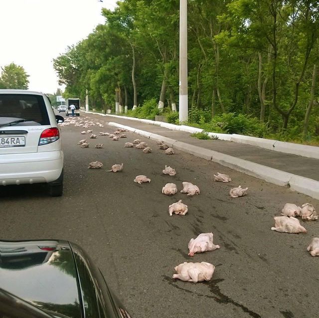 http://media.gamaniak.com/gal/vrac-155/attention-poulets-sur-route.jpg