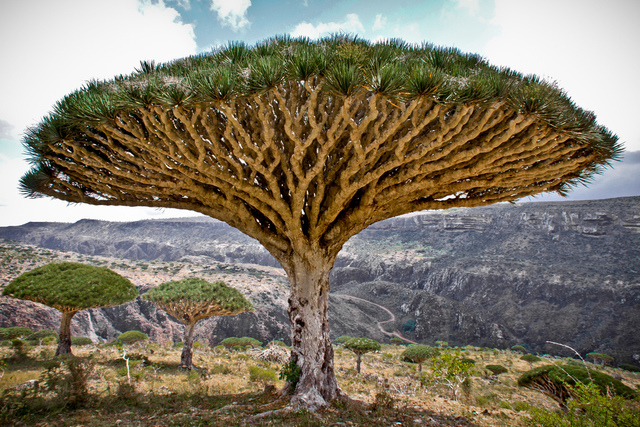 L'arbre Sang-Dragon arbre-sang-dragon