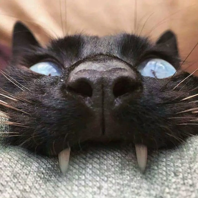 Un chat vampire chat-vampire