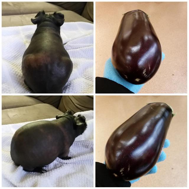 Un cochon d'inde rasé ressemble à une aubergine cochon-inde-rase-ressemble-aubergine