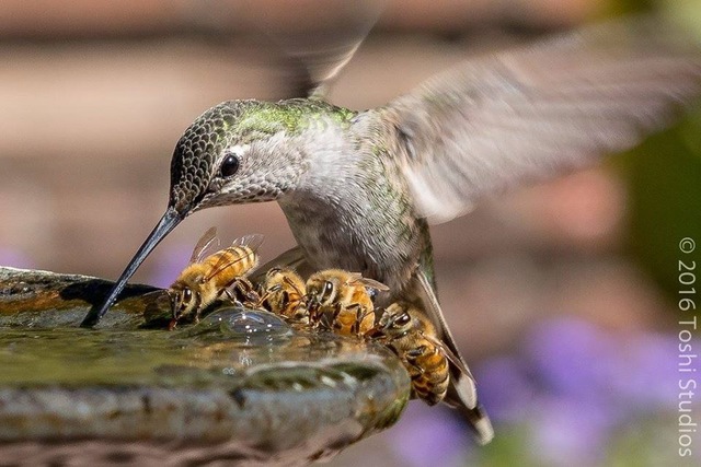 Un Colibri qui boit de l'eau avec des abeilles colibri-boit-eau-abeilles