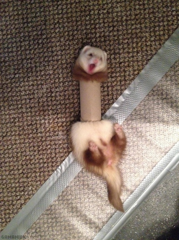 Un furet coincé dans un rouleau de papier toilette furet-coince-rouleau-papier-toilette