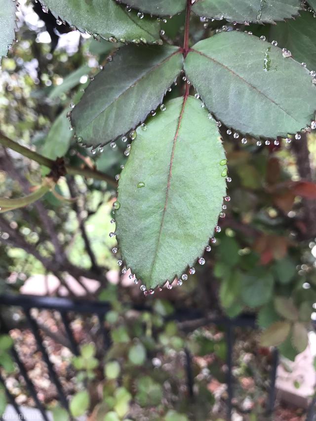 Guttation (gouttes d'eau sur le bord d'une feuille de plante) guttation-gouttes-eau-bord-feuille-plante