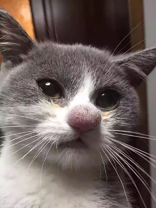 Le nez d'un chat piqué par une guêpe nez-chat-pique-guepe