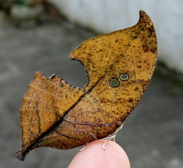 Ceci n'est pas une feuille d'arbre pas-une-feuille-arbre