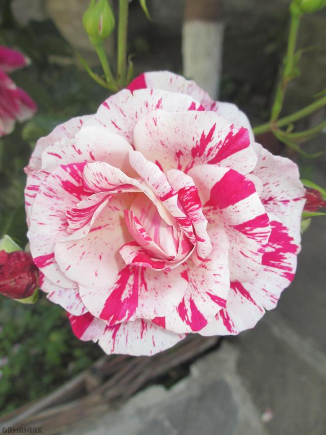 Une rose sentimentale rose-sentimentale