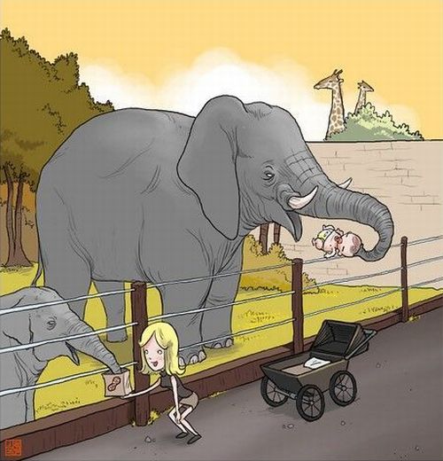 elephant-zoo-bebe.jpg
