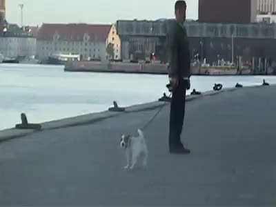 Chien qui ne veut pas se promener Chien qui ne veut pas se promener