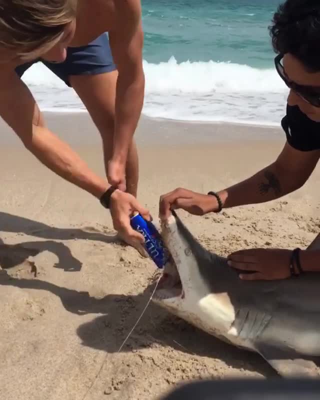 Comment Mettre Un Requin En Bière Ouvrir une bière avec les dents d'un requin