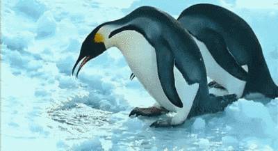 2 pingouins, 1 trou 2-pingouins-1-trou