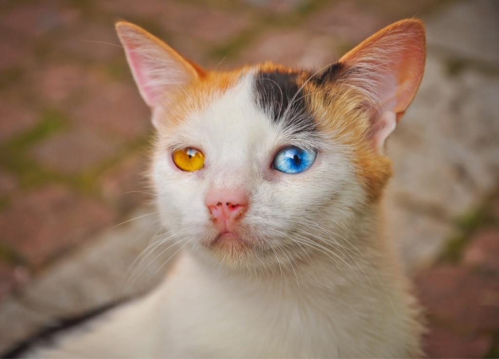 yeux de différentes couleurs