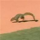 image ecureuil-aime-baseball