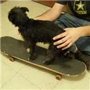 image chien-tremble-sur-skate