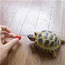 image tortue-mange-une-tomate-cerise