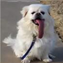 image chien-avec-une-grande-langue