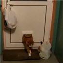 image chat-trop-gros-pour-chatiere