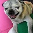 image chien-grogne-comme-moteur