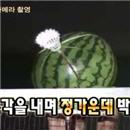 image il-eclate-une-pasteque-avec-volant-badminton