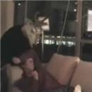 image reveille-par-cerf