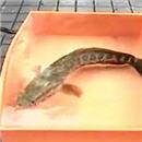 image poisson-avec-une-tete-serpent