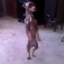 image chien-danse-salsa