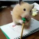 image hamster-mange-crayon