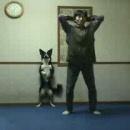 image chien-travaille-fessiers