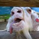 image une-chevre-folle