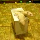 image furets-une-boite