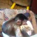 image singe-fait-bisous-a-chat