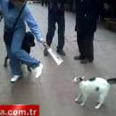 image chat-attaque-rottweiler