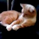 image chat-sur-haut-parleur