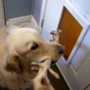 image chien-bout-bois-porte