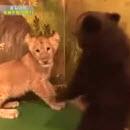 image l-ourson-plus-peureux-monde