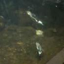 image pingouin-pete-sous-eau