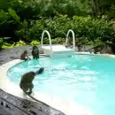 image singes-jouent-une-piscine