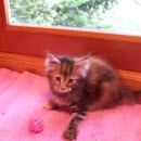 image chaton-a-cri-dauphin