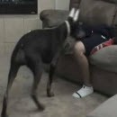 image doberman-laser