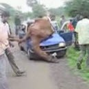 image dromadaire-renverse-par-une-voiture