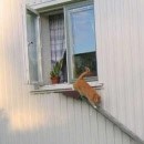 image echelles-pour-chats