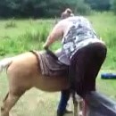 image une-vache-sur-cheval