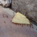 image fourmis-chips-travail-equipe