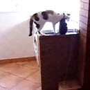 image peu-exercice-pour-chat-avant-manger