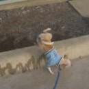 image chien-fait-long-pipi