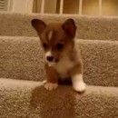 image chiot-peur-escalier