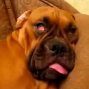 image chien-dort-peur