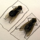 image art-mouches-mortes
